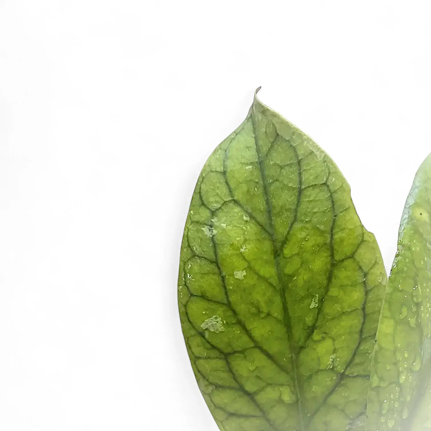 Hoya vitellinoides leaf close-up on white background.