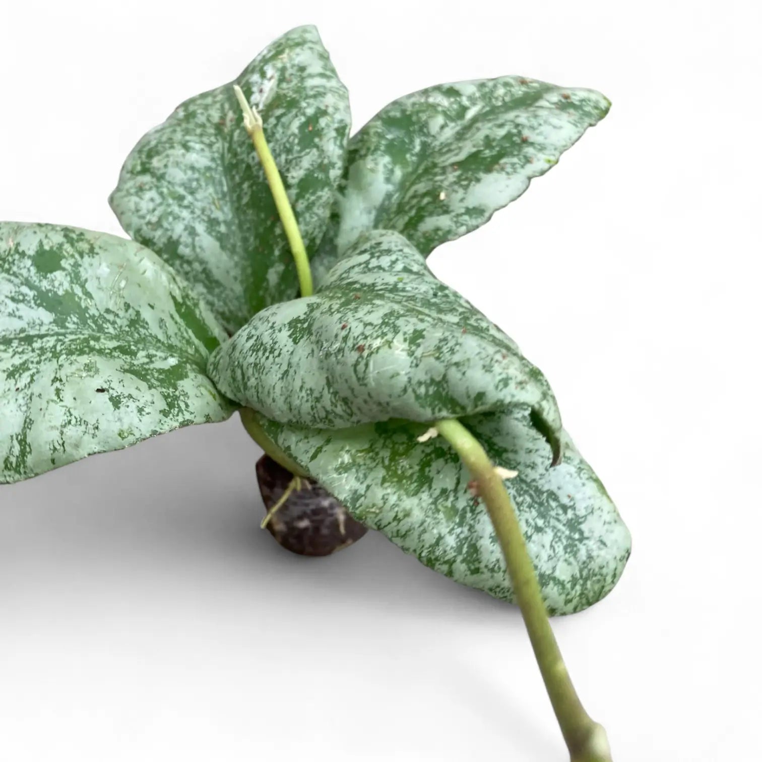 Hoya waymaniae (Kapuas) 'Cloudy sky' potted houseplant in nursery pot on white background, product photo 2.