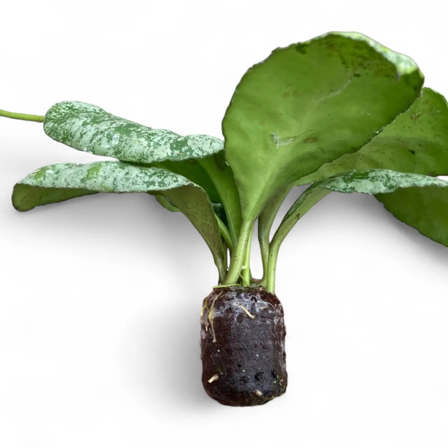 Hoya waymaniae (Kapuas) 'Cloudy sky' potted houseplant in nursery pot on white background, product photo 3.