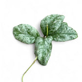 Hoya waymaniae (Kapuas) 'Cloudy sky' potted houseplant in nursery pot on white background, product photo 4.