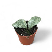 Hoya waymaniae (Kapuas) 'Cloudy sky' potted houseplant in nursery pot on white background, product photo 5.