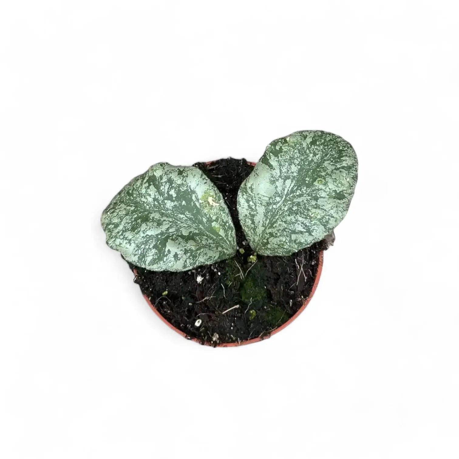 Hoya waymaniae (Kapuas) 'Cloudy sky' potted houseplant in nursery pot on white background, product photo 6.