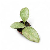 Hoya waymaniae (Kapuas) 'Cloudy sky' potted houseplant in nursery pot on white background, product photo 7.