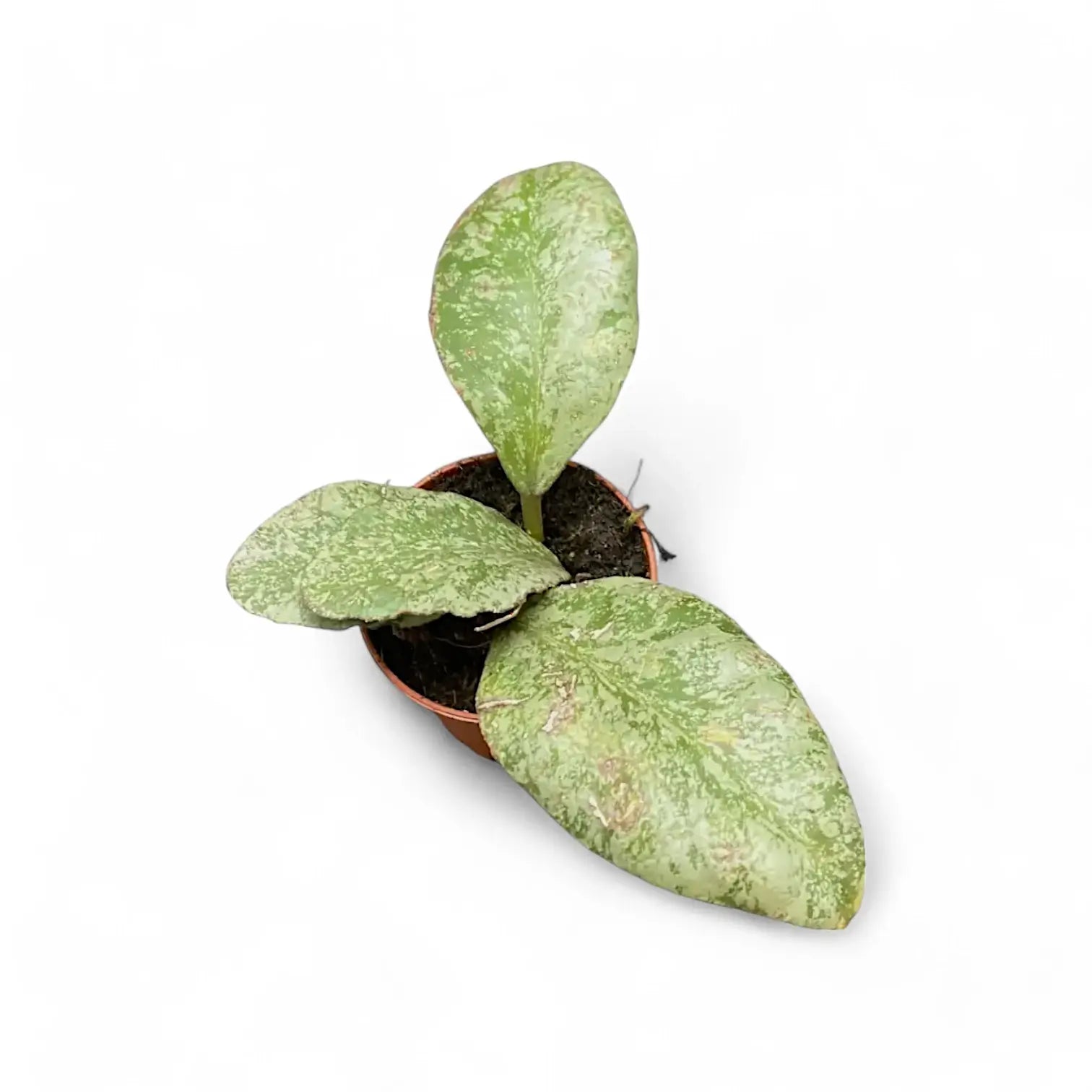 Hoya waymaniae (Kapuas) 'Cloudy sky' potted houseplant in nursery pot on white background, product photo 7.