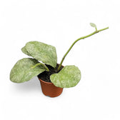 Hoya waymaniae (Kapuas) 'Cloudy sky' potted houseplant in nursery pot on white background, product photo 8.
