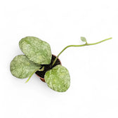 Hoya waymaniae (Kapuas) 'Cloudy sky' potted houseplant in nursery pot on white background, product photo 9.