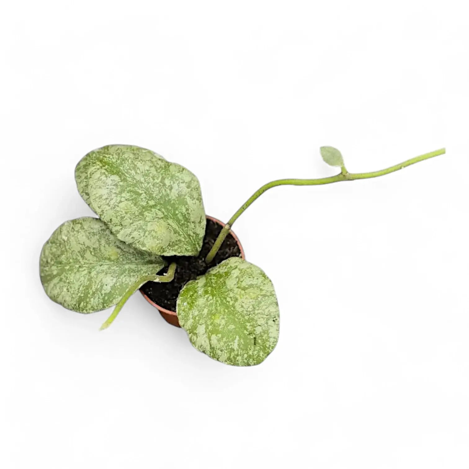 Hoya waymaniae (Kapuas) 'Cloudy sky' potted houseplant in nursery pot on white background, product photo 9.