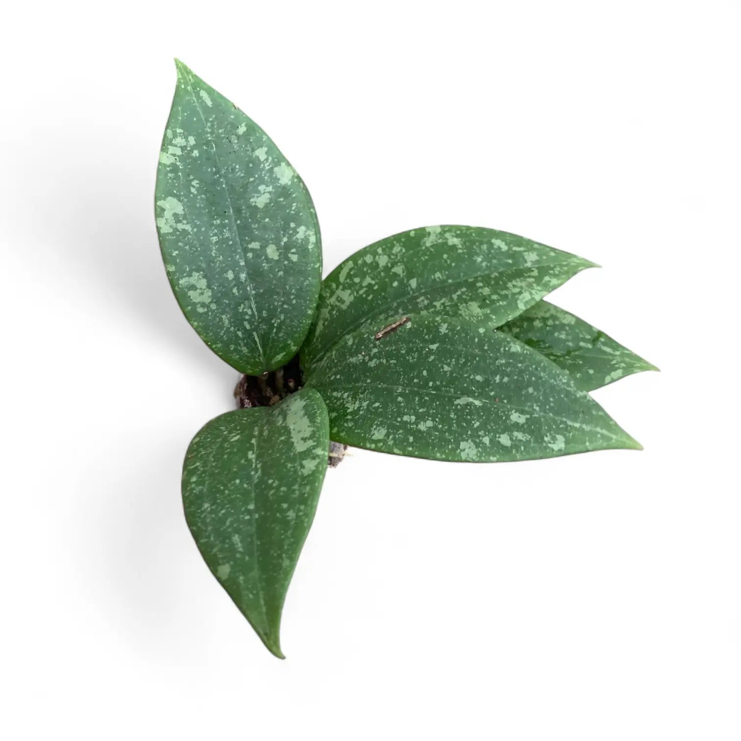 Hoya wibergiae potted houseplant in nursery pot on white background, product photo 4.