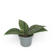Hoya wibergiae potted houseplant in nursery pot on white background, product photo 5.