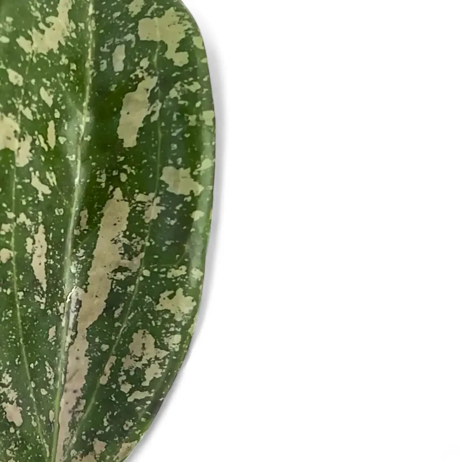 Hoya wibergiae potted houseplant in nursery pot on white background, product photo 6.