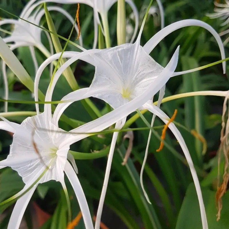 Hymenocallis speciosa leaf close-up on white background.