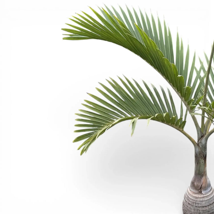 Hyophorbe- lagenicaulis plant with green leaves on a white background