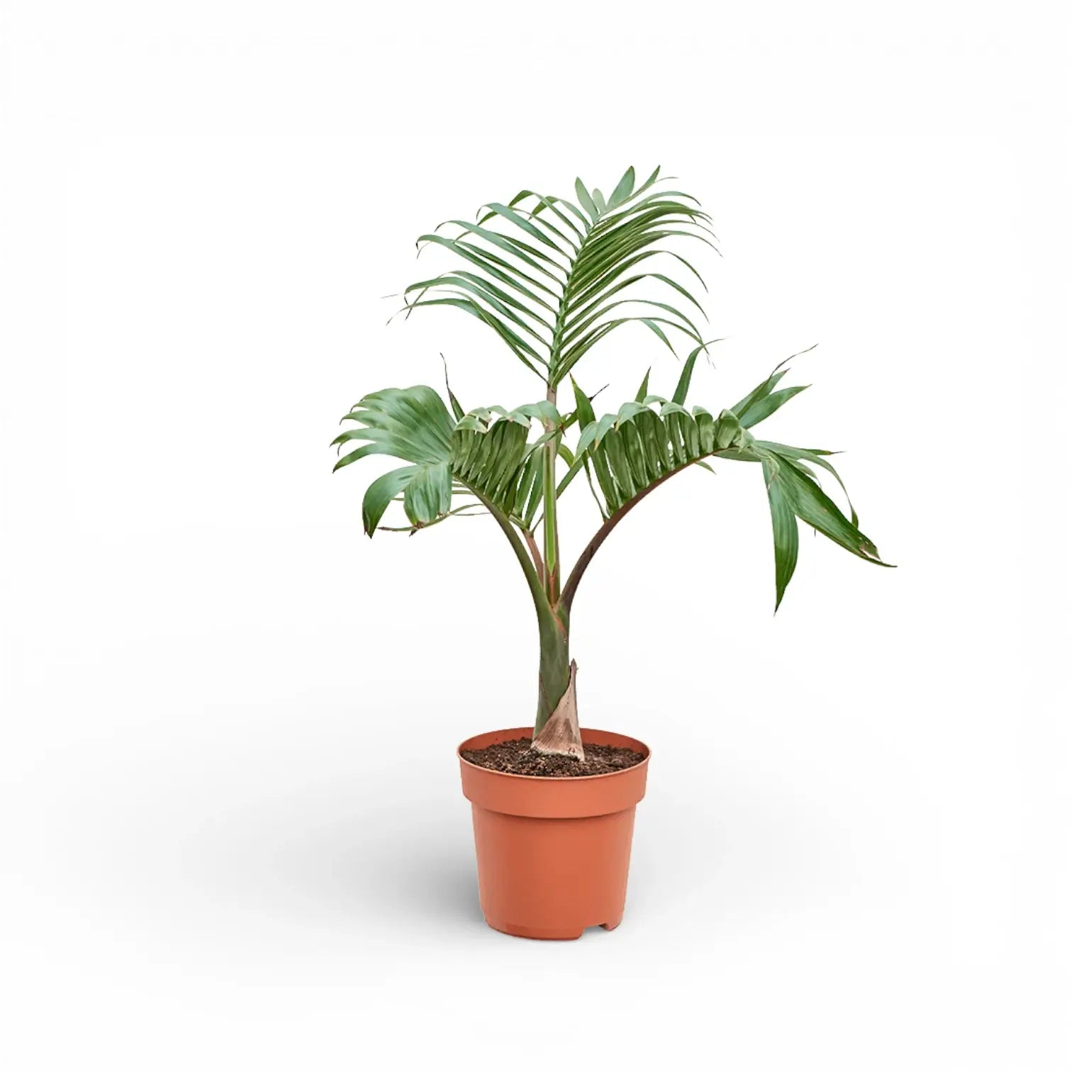 Hyophorbe  lagenicaulis potted plant with green leaves on a white background