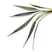 Josefia intricata potted houseplant in nursery pot on white background, product photo 2.