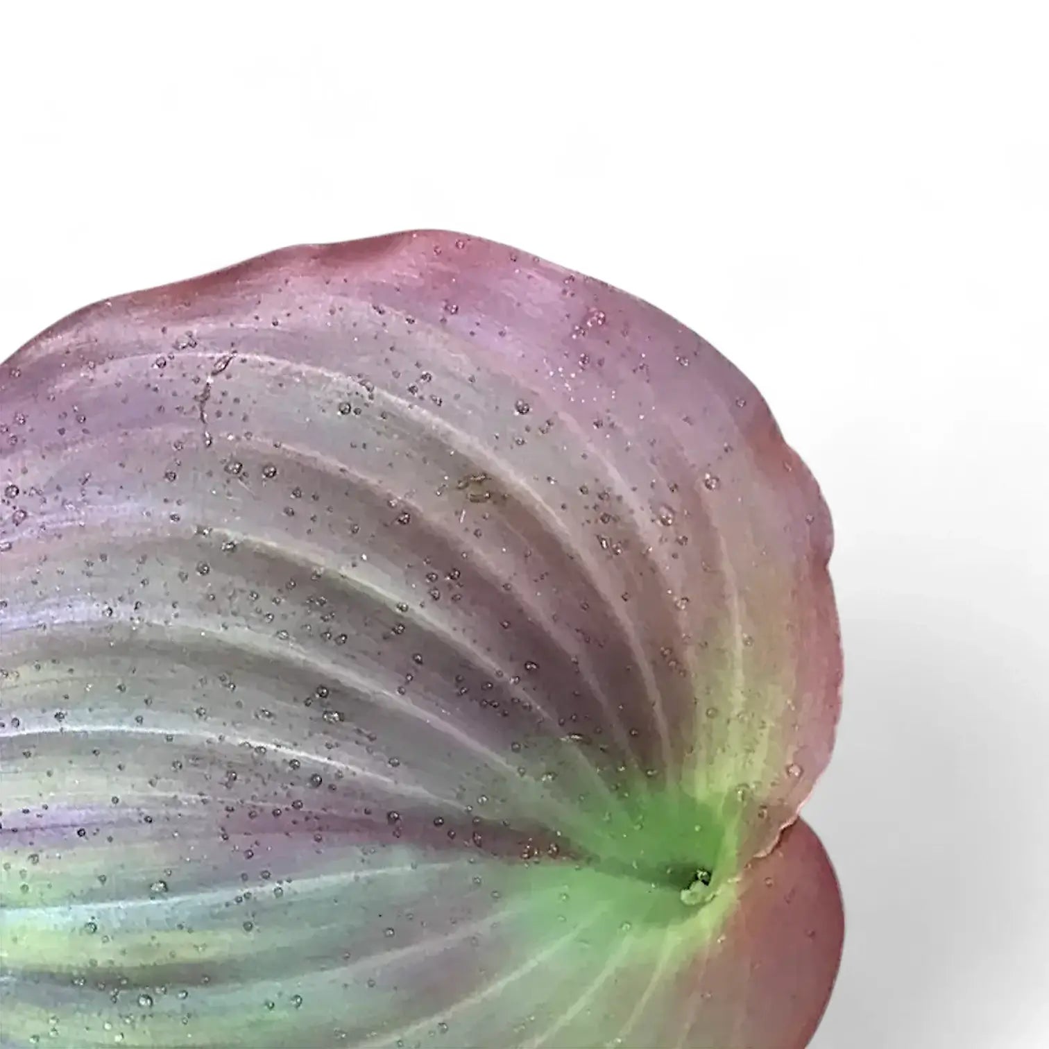 Kaempferia aff. pulchra 'Red leaves' leaf close-up on white background.
