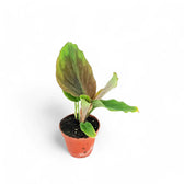 Kaempferia aff. pulchra 'Red leaves' potted houseplant in nursery pot on white background, product photo 2.