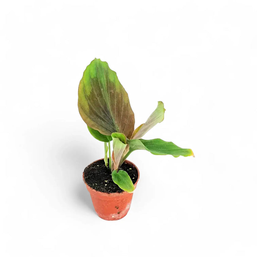 Kaempferia aff. pulchra 'Red leaves' potted houseplant in nursery pot on white background, product photo 2.