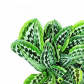 Kaempferia elegans 'Fanciful Peacock Shazam' leaf close-up on white background.