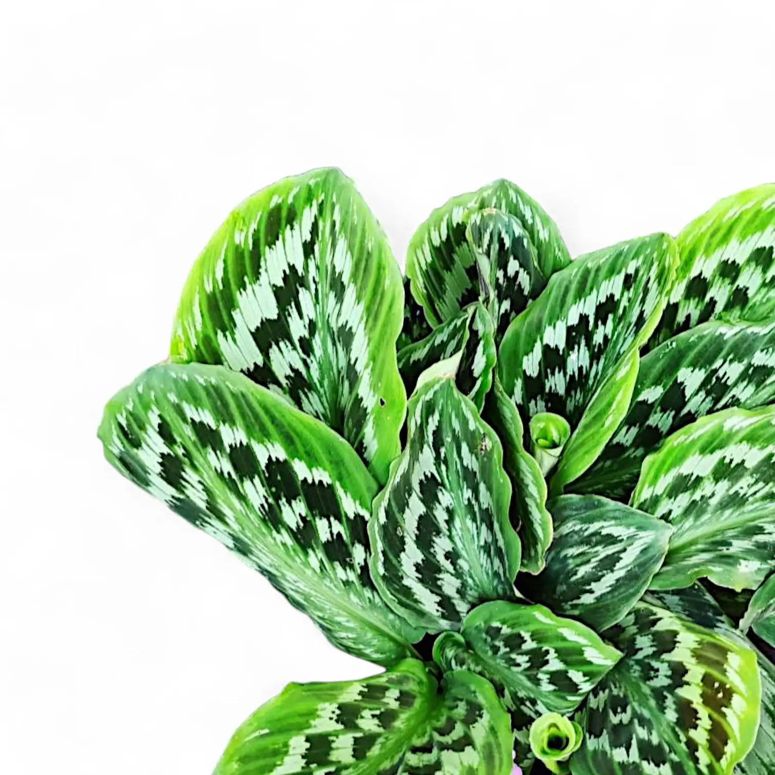 Kaempferia elegans 'Fanciful Peacock Shazam' leaf close-up on white background.