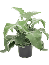 Kalanchoe beharensis potted houseplant in nursery pot on white background, product photo 2.