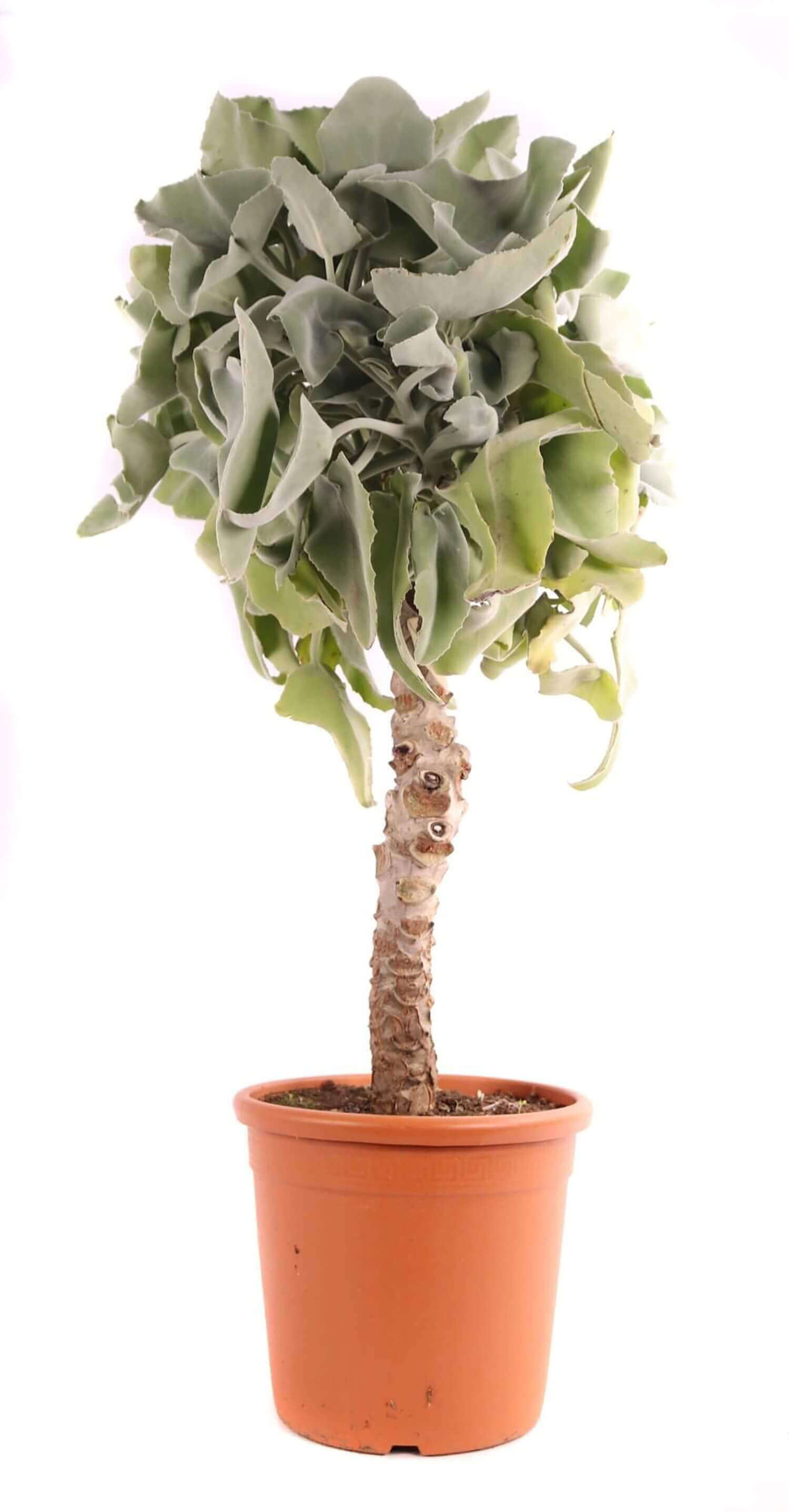 Kalanchoe beharensis potted houseplant in nursery pot on white background, product photo 3.