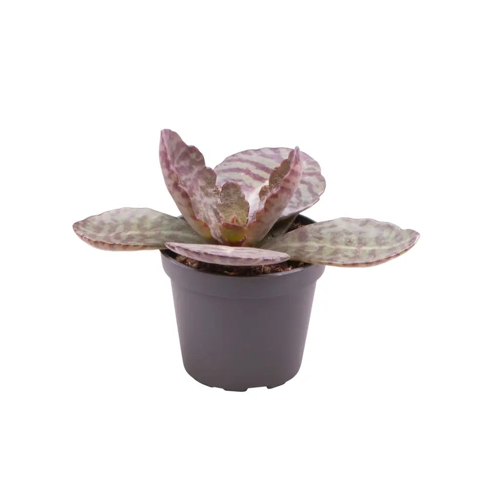 Kalanchoe humilis potted houseplant in nursery pot on white background, product photo 2.
