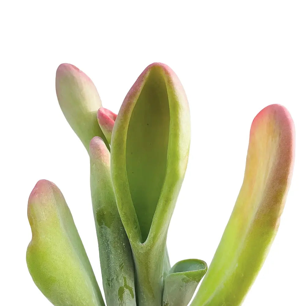 Kalanchoe luciae 'Lady fingers' aka 'Oricula' leaf close-up on white background.
