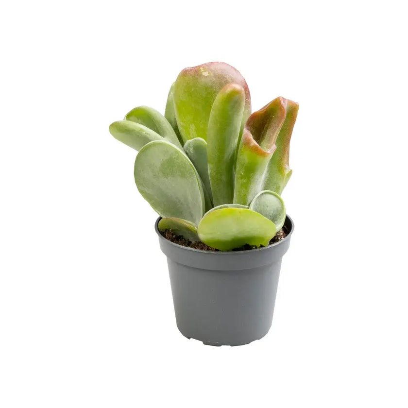 Kalanchoe luciae 'Lady fingers' aka 'Oricula' potted houseplant in nursery pot on white background, product photo 2.