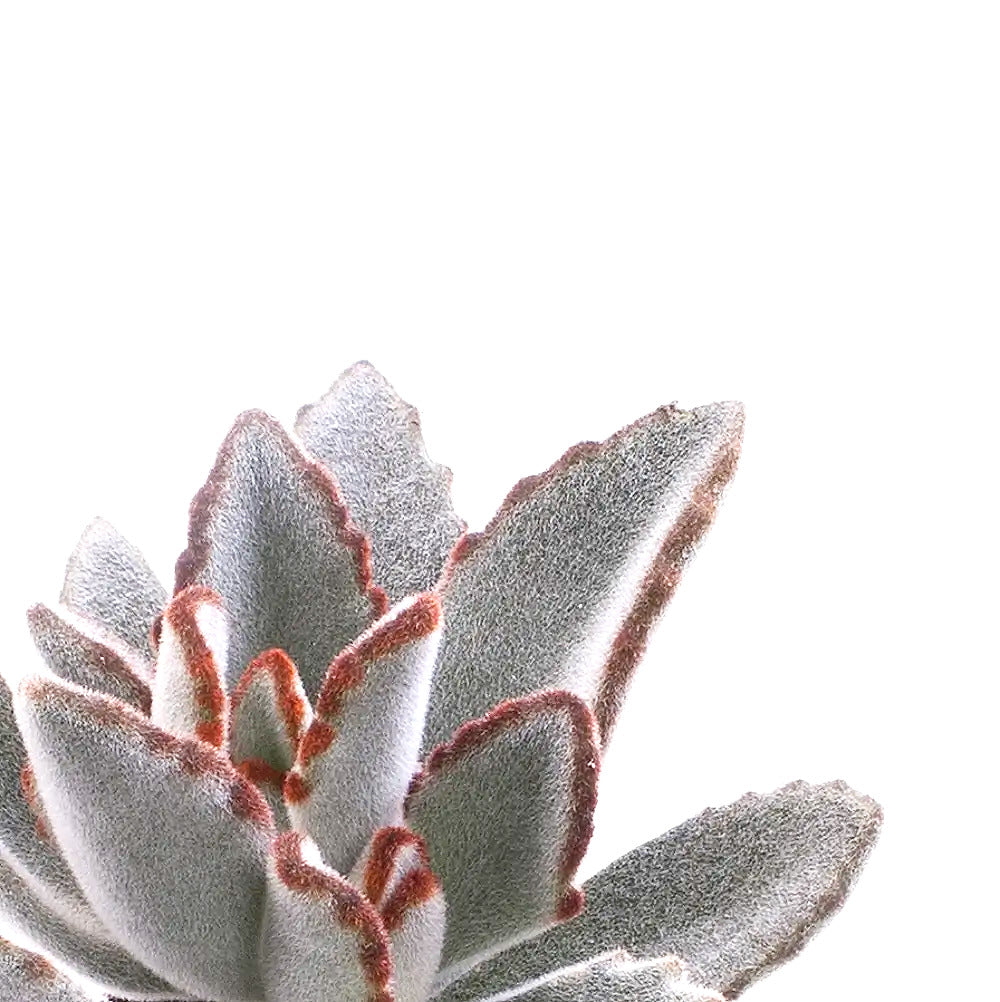 Kalanchoe tomentosa leaf close-up on white background.