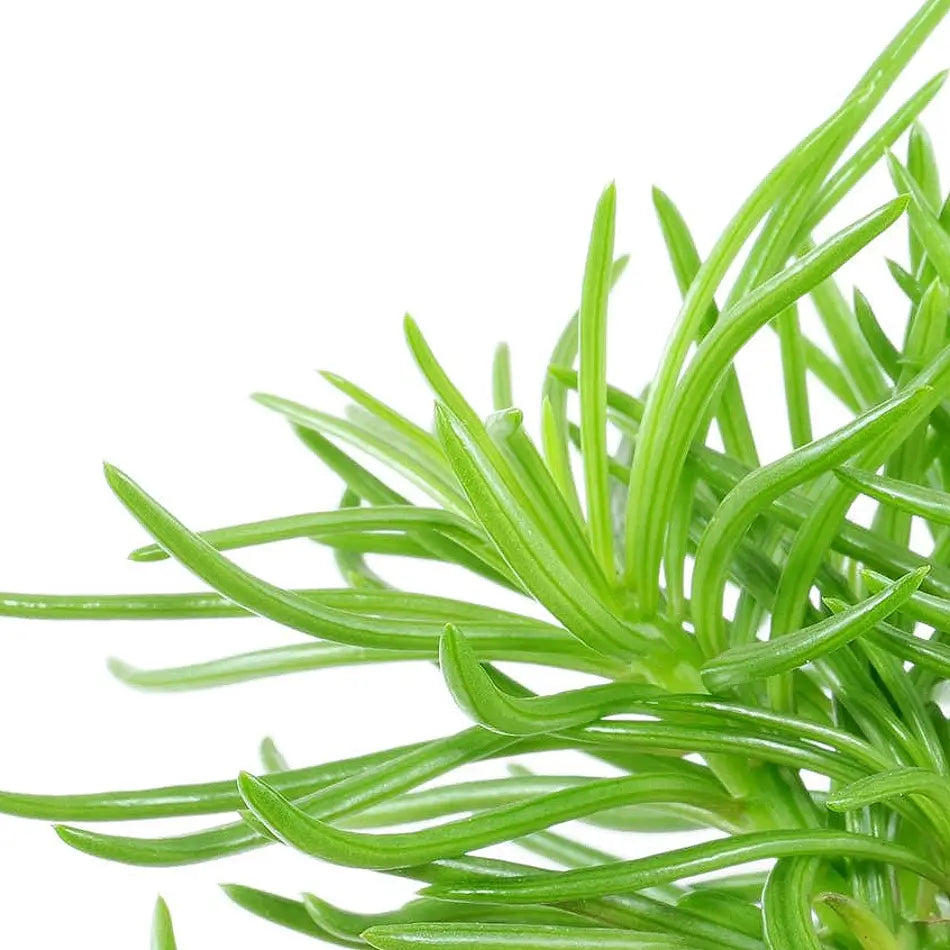 Kleinia barbertonica 'Himalaya' leaf close-up on white background.