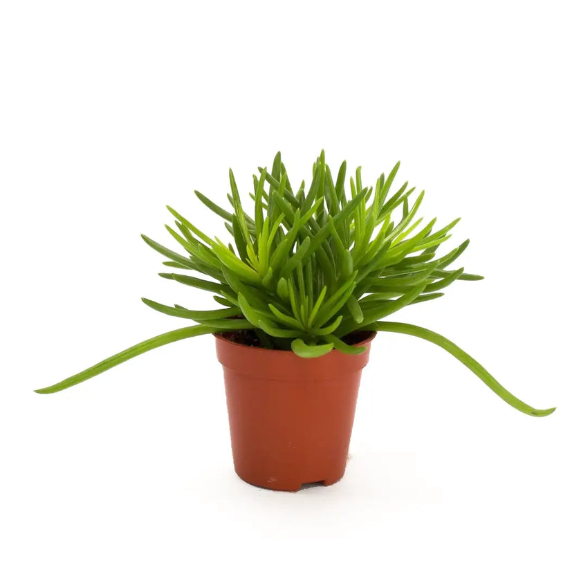 Kleinia barbertonica 'Himalaya' Zimmerpflanze im Anzuchttopf vor weißem Hintergrund, Produktfoto 2.