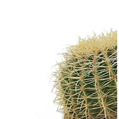 Kroenleinia grusonii – Blattdetail vor weißem Hintergrund..