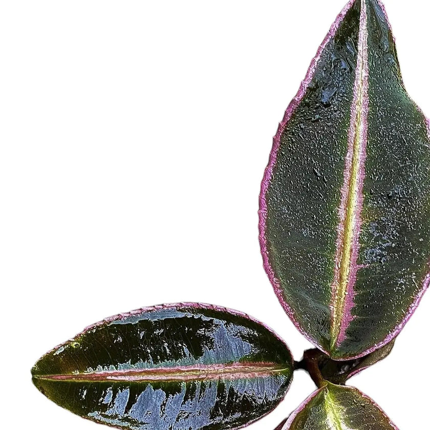 Labisia pumila leaf close-up on white background.