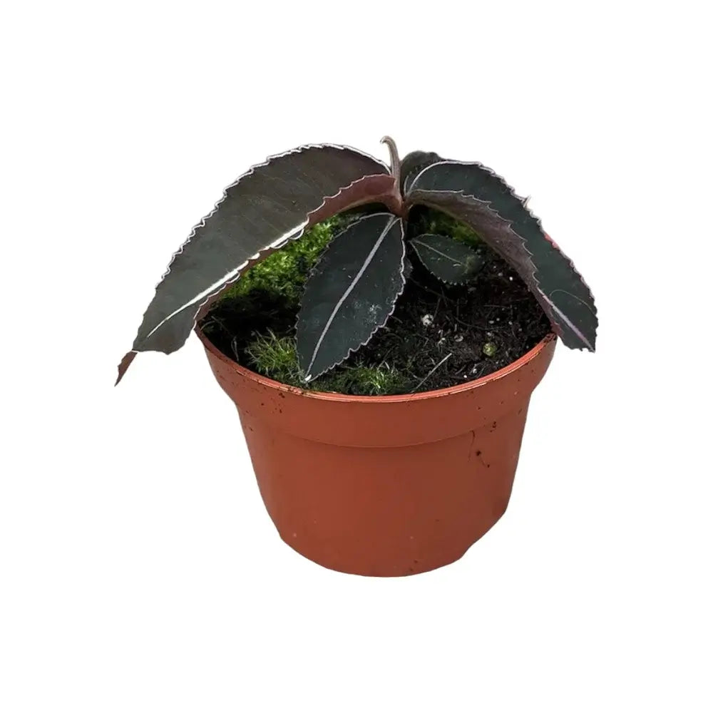 Labisia pumila Zimmerpflanze im Anzuchttopf vor weißem Hintergrund, Produktfoto 3.