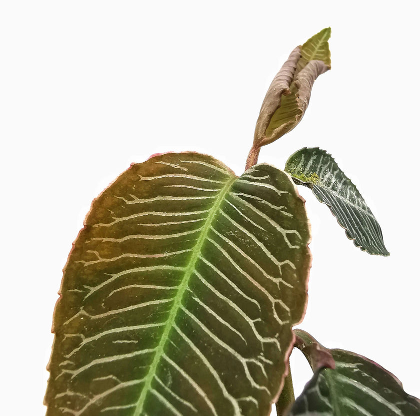 Labisia sp. 'Pink vein' leaf close-up on white background.