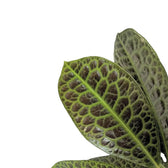 Labisia sp. 'Turtle back' – Blattdetail vor weißem Hintergrund..