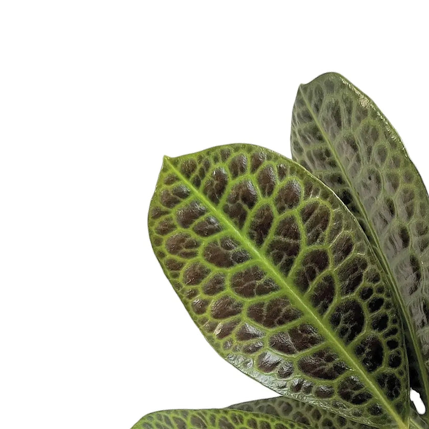 Labisia sp. 'Turtle back' leaf close-up on white background.