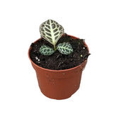 Labisia sp. 'Turtle back' Zimmerpflanze im Anzuchttopf vor weißem Hintergrund, Produktfoto 3.