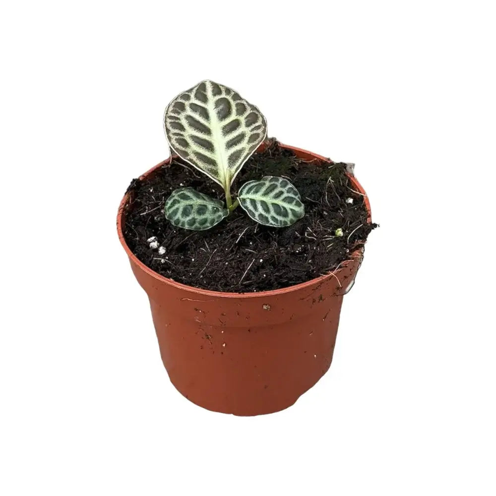 Labisia sp. 'Turtle back' Zimmerpflanze im Anzuchttopf vor weißem Hintergrund, Produktfoto 3.