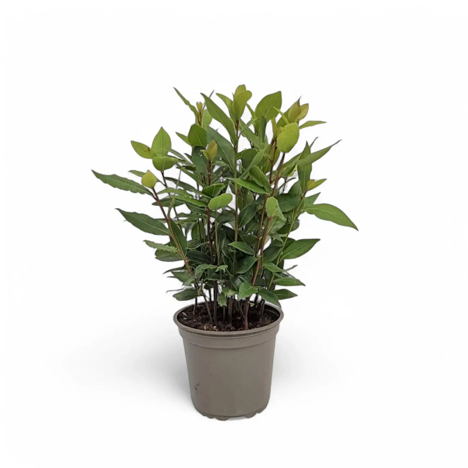 Laurus nobilis potted houseplant in nursery pot on white background, product photo 2.