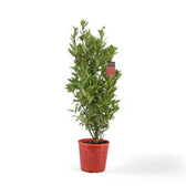 Laurus nobilis potted houseplant in nursery pot on white background, product photo 3.