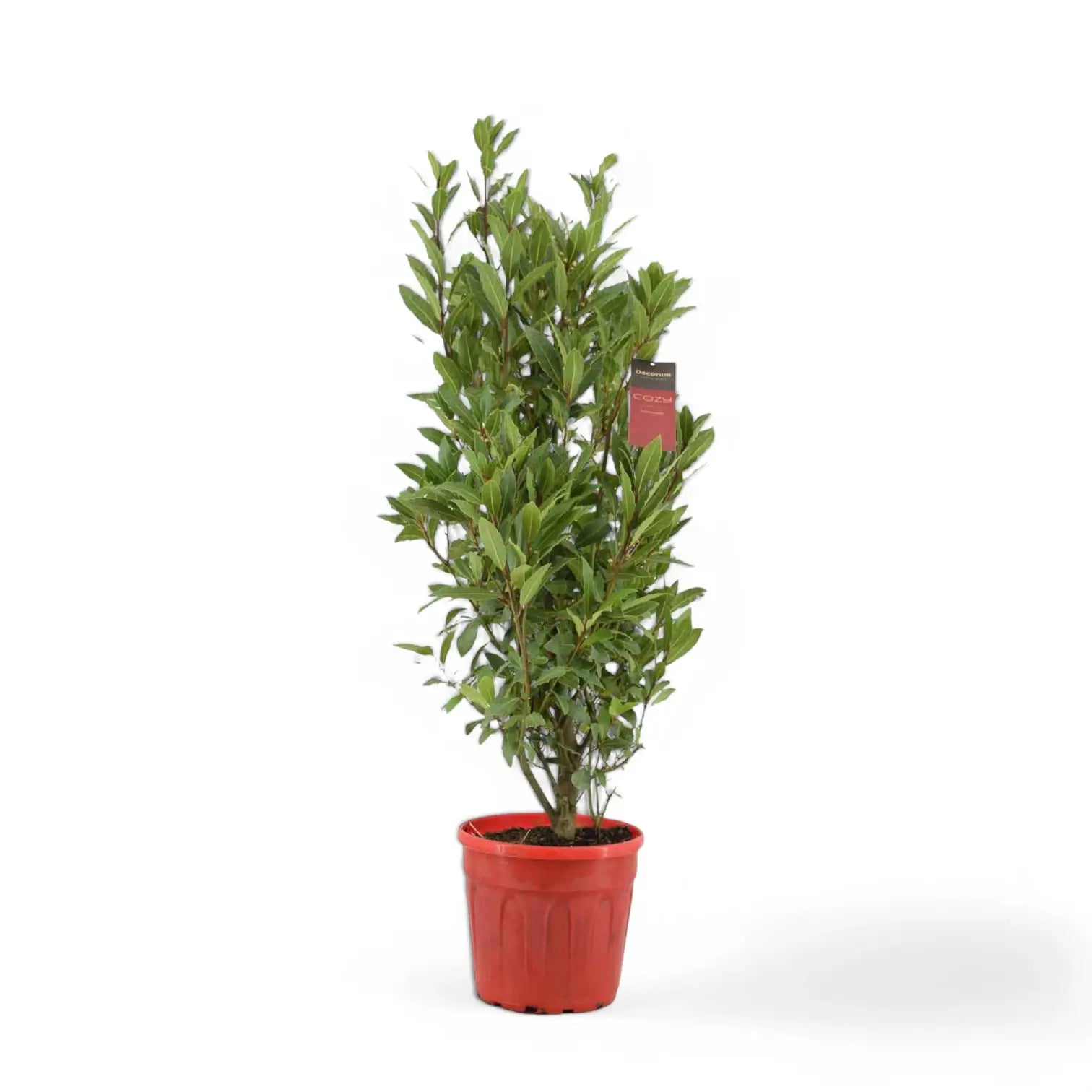 Laurus nobilis potted houseplant in nursery pot on white background, product photo 3.