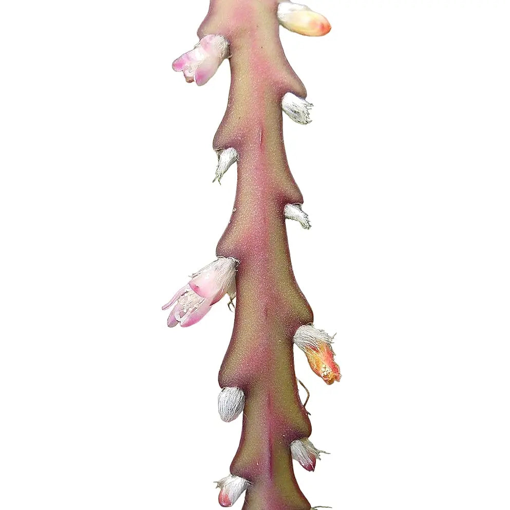 Lepismium cruciforme 'Rojo' leaf close-up on white background.