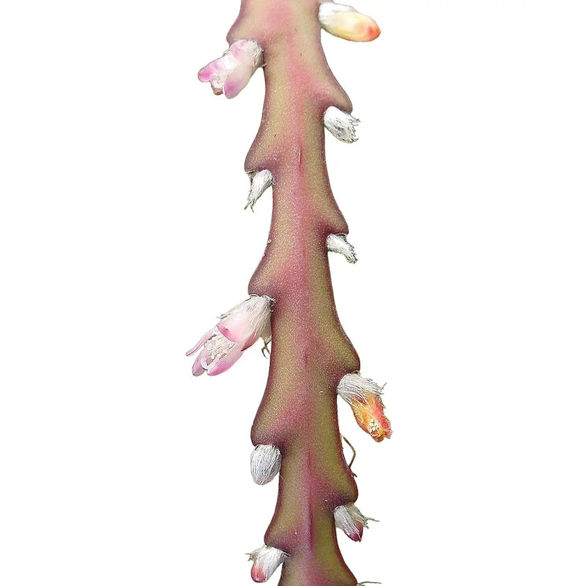 Lepismium cruciforme 'Rojo' leaf close-up on white background.