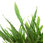 Leptochilus pteropus subsp. pteropus – Blattdetail vor weißem Hintergrund..