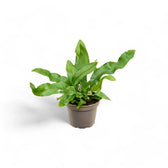 Leptochilus pteropus subsp. pteropus Zimmerpflanze im Anzuchttopf vor weißem Hintergrund, Produktfoto 2.