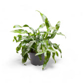 Leptochilus pteropus subsp. pteropus Zimmerpflanze im Anzuchttopf vor weißem Hintergrund, Produktfoto 4.