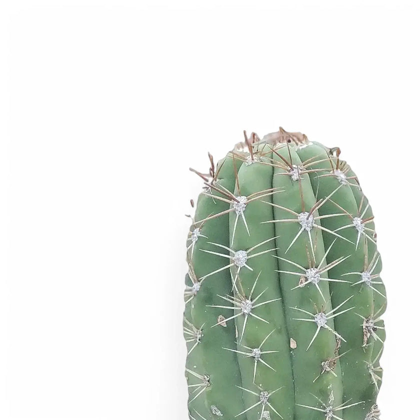 Leucostele terscheckii leaf close-up on white background.