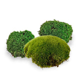 Lebendes Kugelmoos Hauptproduktfoto vor weißem Hintergrund.