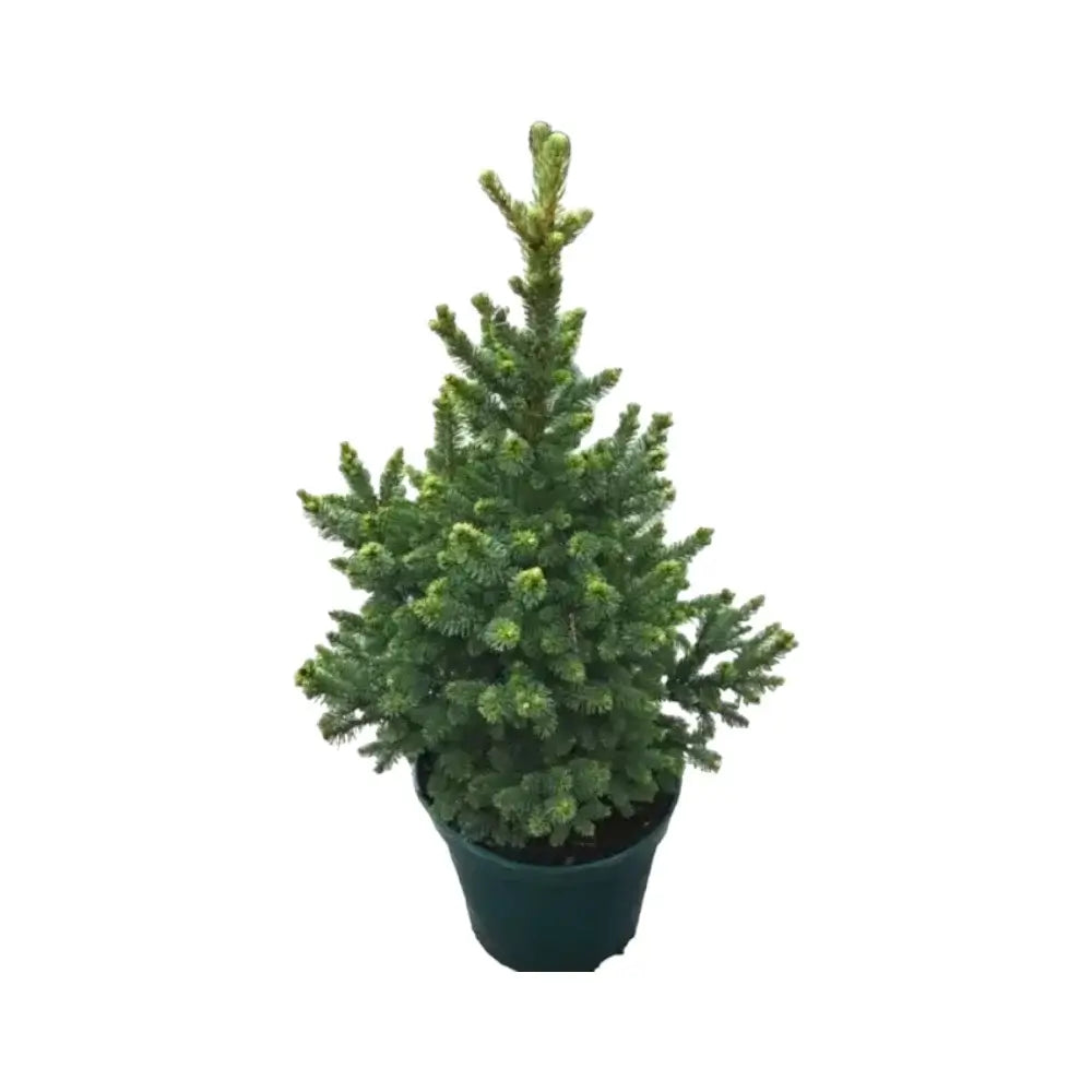 Living Xmas Tree - Picea abies "Will's Zwerg" on white background, product photo 2.